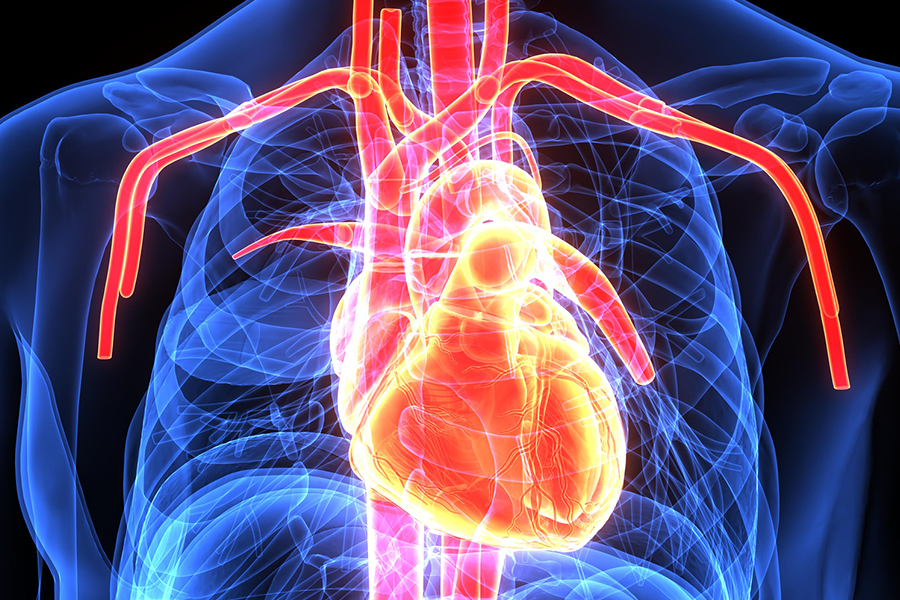 Endoscopic Vein Harvest Healthtrust Education