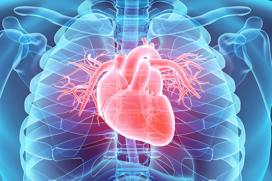 What Is Cardiovascular Perfusion